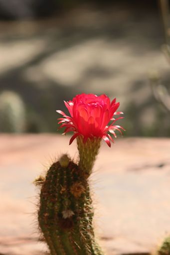 A vertical closeup shot of a blooming pink flower on a cactus