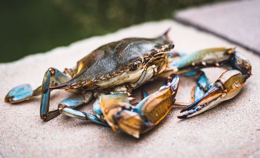 A closeup of a blue crab from the Chesapeake Bay