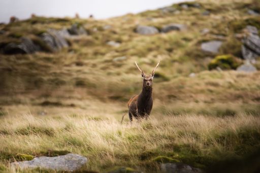 A red deer (Cervus elaphus) standing in a meadow and looking into the camera