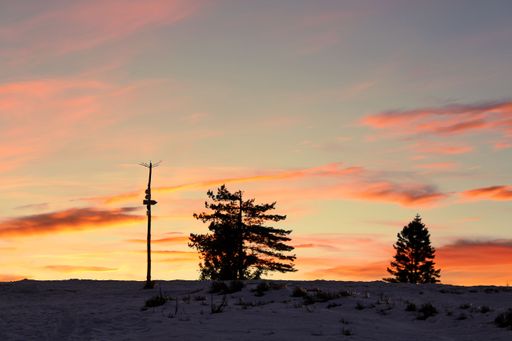 The silhouettes of trees against the background of the beautiful sky at sunset.