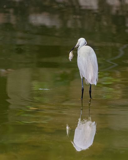 A vertical shot of a snowy egret fishing in a lake. Egretta thula.
