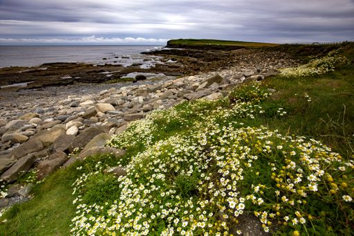 A beautiful shot of yellow and white flowers growing on the shore of the Atlantic near Ballycastle, County Mayo in Ireland