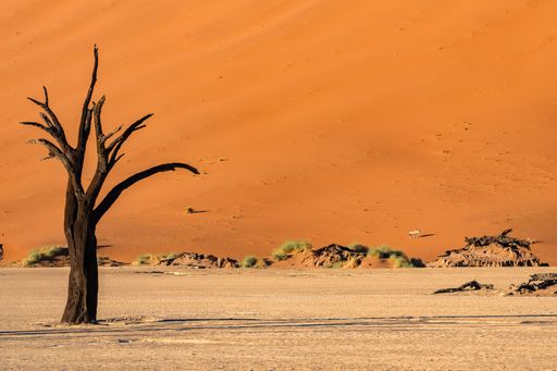 Namibia, the Namib desert, dead acacia in the Dead Valley, with an oryx  in the red dunes