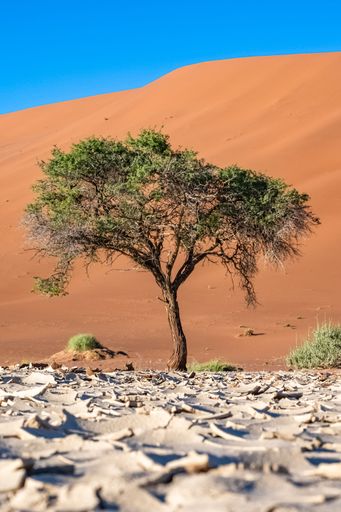 Namibia, the Namib desert, a tree isolated in the dunes in background