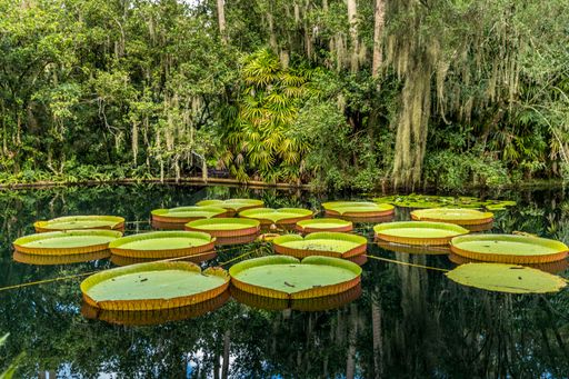 A beautiful view of lily pads at Bok Tower Garden in Lakeland