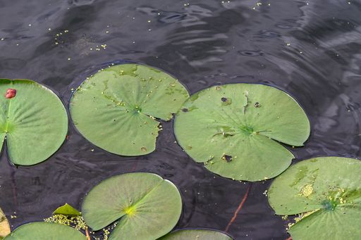 A closeup shot of lily pads on a lake on a beauiful day