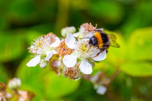 A shallow focus shot of a bee on a white blossom