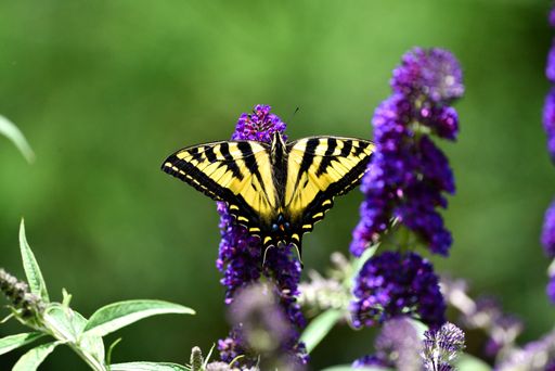 A closeup shot of a swallowtail butterfly on a purple flower