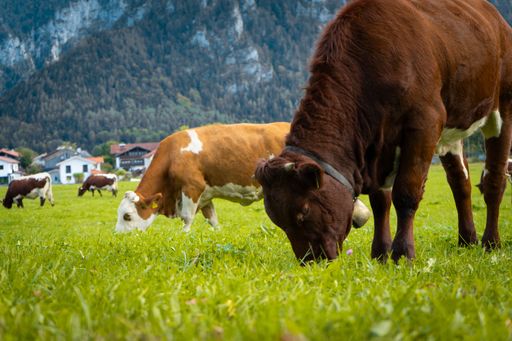 A group of Bavarian cows grazing on a rural green field