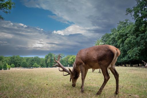 A beautiful shot of deer in a field during the day