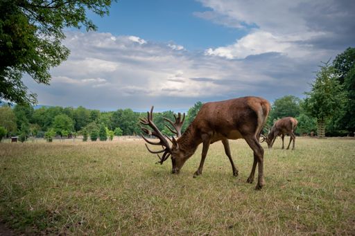 A beautiful shot of deer in a field during the day