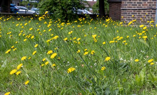 A beautiful shot of a field full of yellow flowers during the day