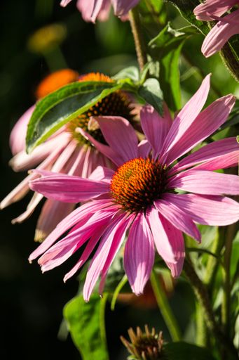 A vertical shot of  beautiful Purples Echinacea flowers with a bumblebee collecting pollen