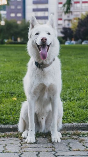 A vertical shot of a happy white husky dog sitting near the lawn with its tongue out