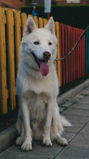 A vertical shot of a happy white husky sitting near the park fence with its tongue out