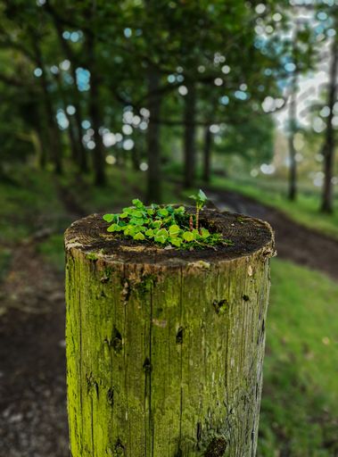 A vertical shot of clover plants growing on a fence post covered in moss