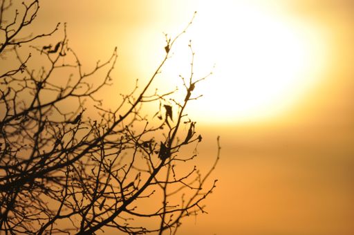 A beautiful shot of leafless tree branches during autumn with the golden sunset in the background