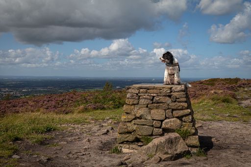 A beautiful shot of a stray dog on a pile of rocks over a mountain
