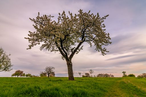 A scenic shot of a tree in the middle of a grass field under a cloudy sky