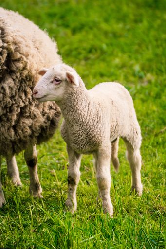A vertical shot of a Lamb standing next to a ewe on a pasture