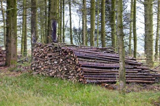 A pile of cut thin tree trunks in a forest
