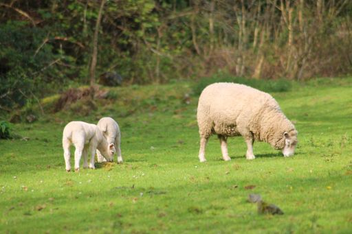 A selective focus shot of three sheep on a green grass