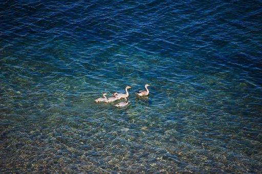 The Bar-headed geese (Anser indicus) swimming in the calm blue waters of the sea during the daytime