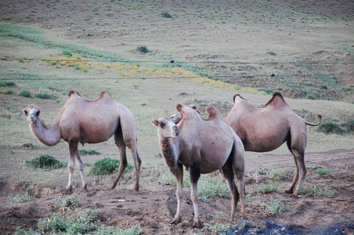 A group of camels grazing on lush green grass in a sunlit open field