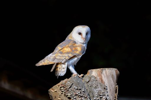 A barn owl perched on wood