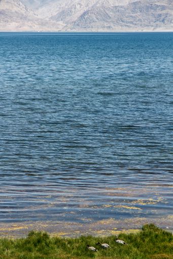A vertical shot of a tranquil lake with a flock of geese on the foreground