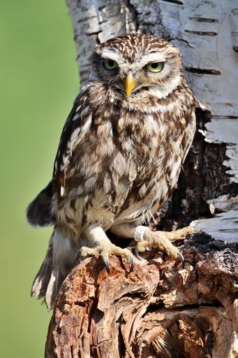 A vertical shot of a cute little owl bird perched on a tree trunk