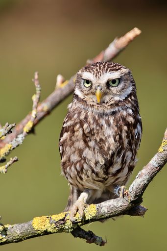 A vertical shot of a cute little owl bird perched on a tree branch