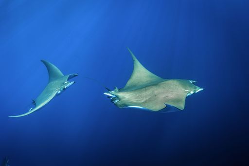 A closeup shot of the gray devil manta ray fish swimming underwater