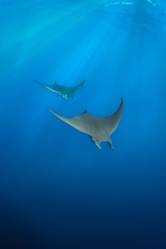 A vertical shot of the gray devil manta ray fish swimming underwater