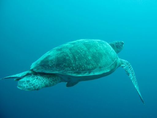 A closeup shot of a large turtle swimming underwater in the Red Sea