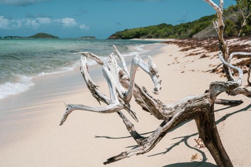 A shallow focus shot of a deciduous tree with dried branches near the sandy beach on a sunny day