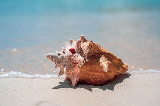 A closeup shot of a seashell on the sandy beach