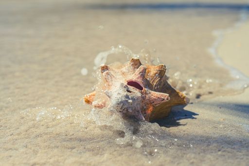 A closeup shot of a seashell on the sandy beach