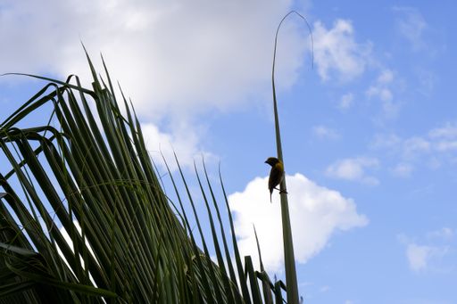 A low angle shot of a bird on a coconut leaves with a cloudy sky background