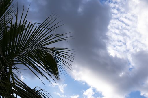 A low angle shot of coconut leaves with a cloudy sky background