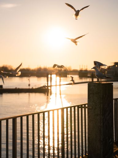 A vertical shot of seagulls flying at sunset