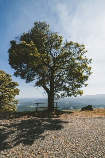 A vertical shot of a wooden bench under a big tree at daytime
