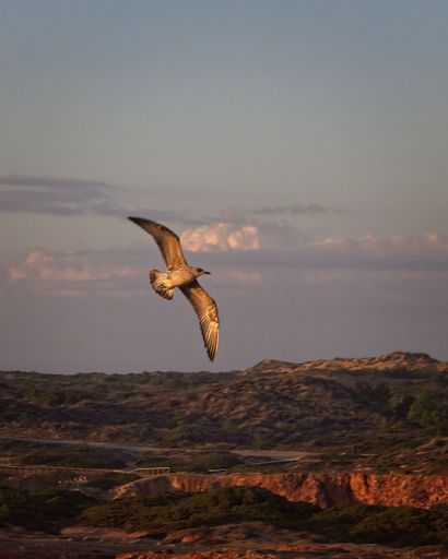 A vertical shot of a seagull flying in a sunset sky over Algarve, Portugal