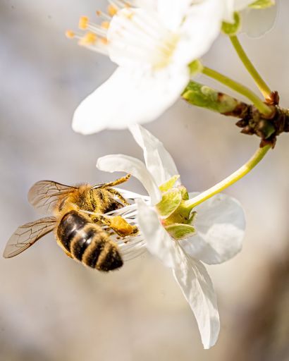 A selective focus shot of a bee collecting pollen