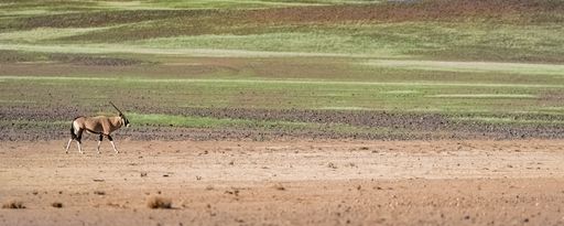 Namibia, view of the Namib desert, beautiful landscape, with an oryx walking