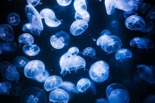 A closeup shot of a group of glowing white jellyfish swimming in blue water