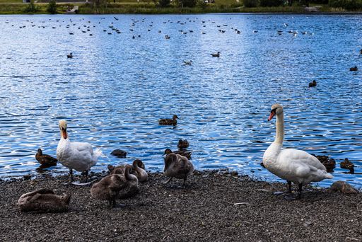 A couple of swans and a flock of ducks on the shore of a lake