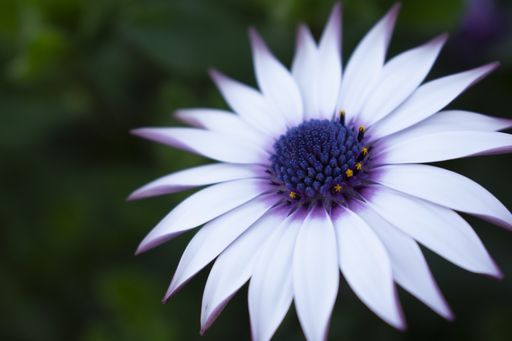 A selective focus shot of an African daisy with green leaves on the background