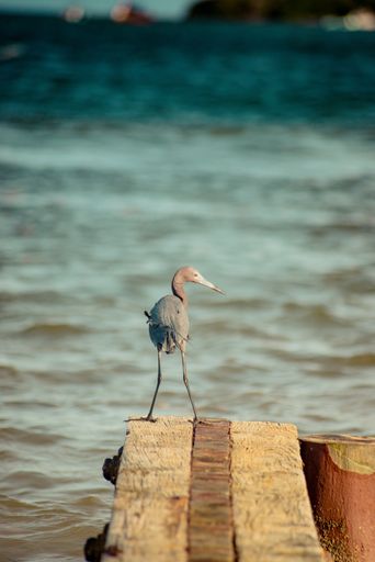 A back view of adorable Little blue heron looking right while standing on wooden surface on the lakeshore