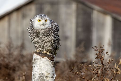 A white snowy owl sitting on a stump surrounded by dry plants with an old wooden house in the background